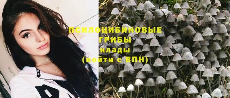 Псилоцибиновые грибы Psilocybe  закладки  Янаул 